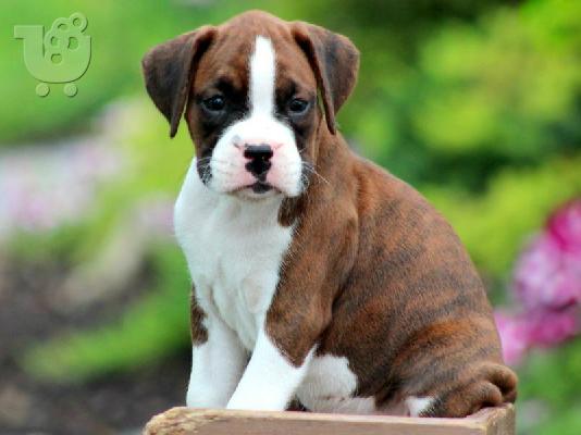 PoulaTo: κορυφαίο ετοιμοπαράδοτο boxer